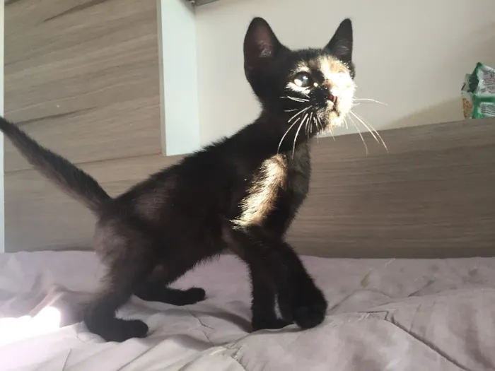 Gato ra a SRD  idade 7 a 11 meses nome Matheus 