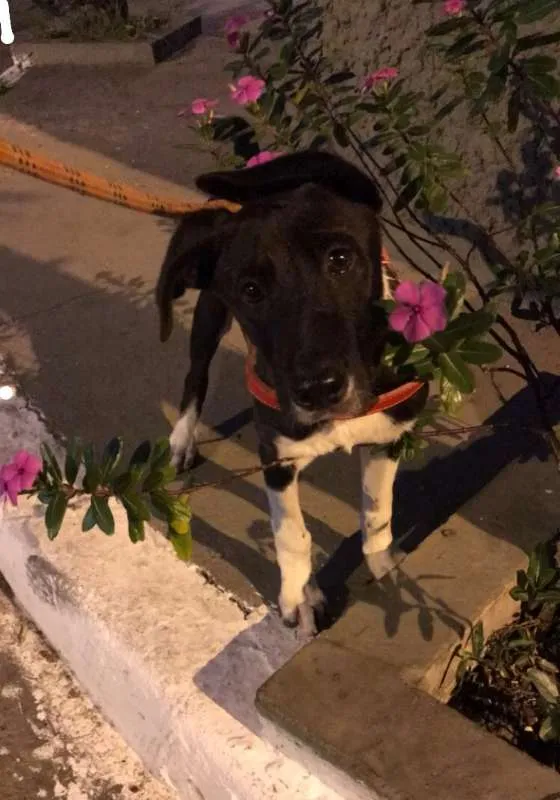 Cachorro ra a SRD idade 7 a 11 meses nome Thor