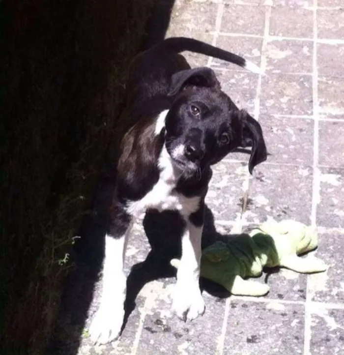 Cachorro ra a SRD idade 7 a 11 meses nome Thor