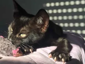 Gato raça SRD  idade 7 a 11 meses nome Matheus 