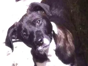 Cachorro raça SRD idade 7 a 11 meses nome Thor