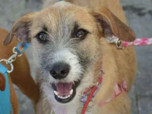 Cachorro raça SRD idade 1 ano nome Surya