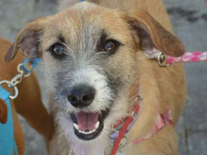 Cachorro ra a SRD idade 1 ano nome Surya