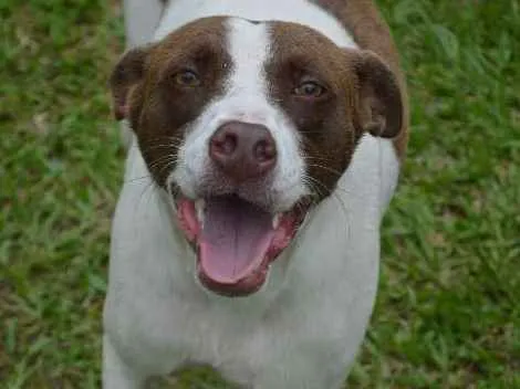 Cachorro ra a SRD idade 3 anos nome Pintada