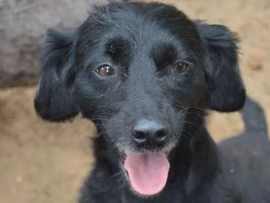 Cachorro ra a SRD idade 3 anos nome Pretinho