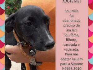 Cachorro raça SRD idade 2 a 6 meses nome MILA
