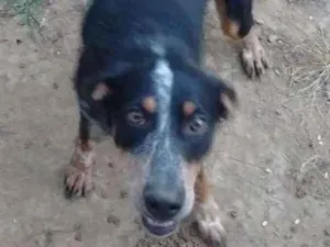 Cachorro raça Não definida idade 4 anos nome Chico