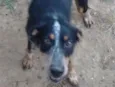 Chico