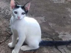 Gato raça srd idade 2 a 6 meses nome bigode