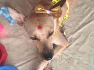 Cachorro raça SRD idade 7 a 11 meses nome Xandele