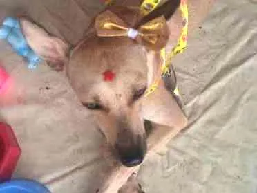 Cachorro ra a SRD idade 7 a 11 meses nome Xandele