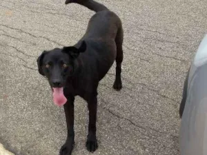 Cachorro raça Viralata idade 1 ano nome Judi Regiani