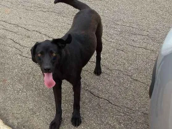 Cachorro ra a Viralata idade 1 ano nome Judi Regiani
