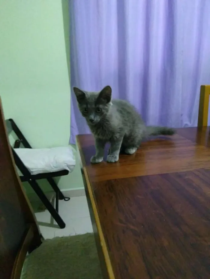 Gato ra a Siamês  idade 2 a 6 meses nome Família 
