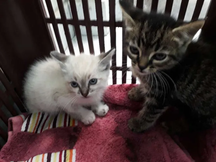 Gato ra a  idade Abaixo de 2 meses nome Sem nome