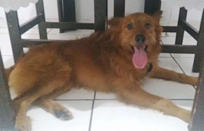 Cachorro ra a Vira lata idade 6 ou mais anos nome Billy