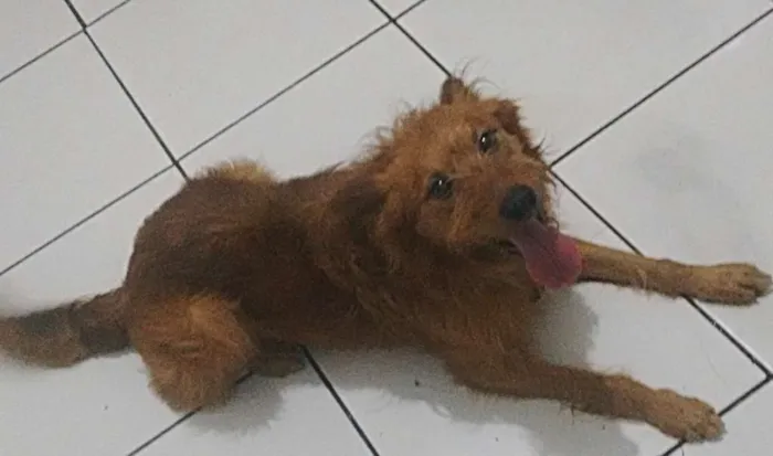 Cachorro ra a Vira lata idade 6 ou mais anos nome Billy