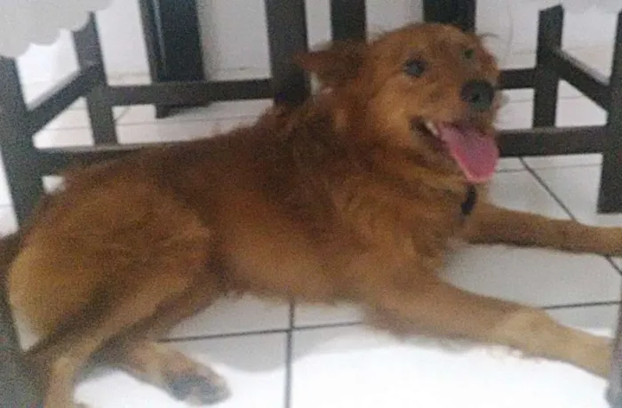 Cachorro ra a Vira lata idade 6 ou mais anos nome Billy