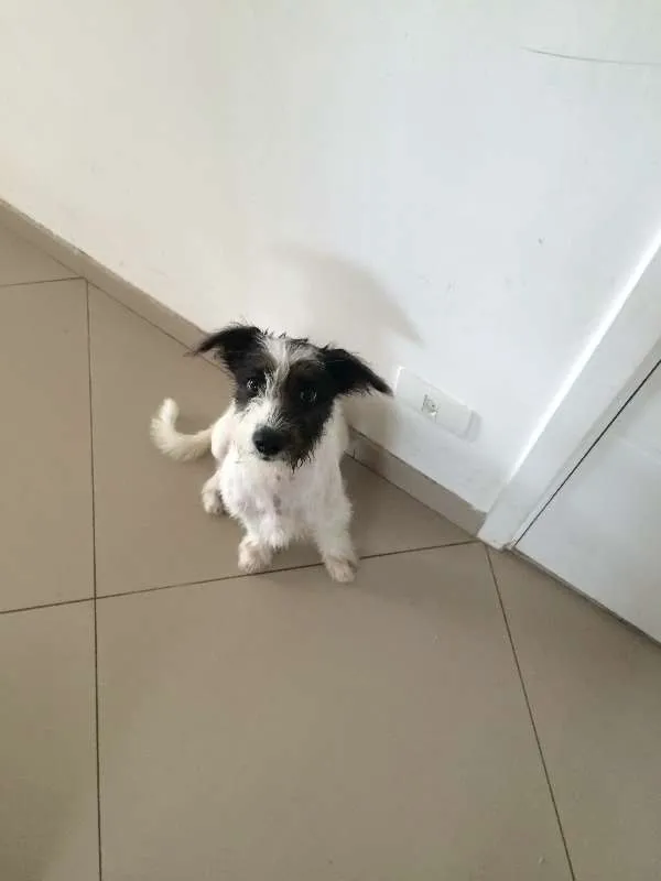 Cachorro ra a Vira-lata idade 2 anos nome Hulk