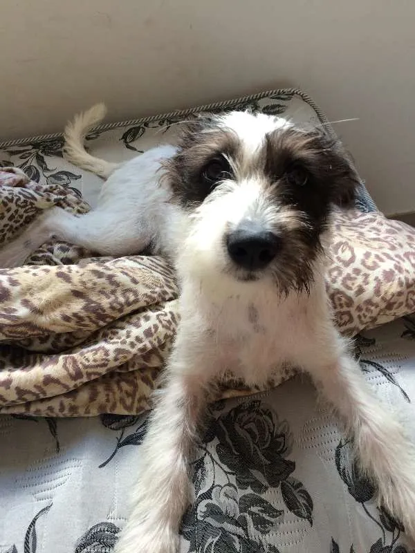 Cachorro ra a Vira-lata idade 2 anos nome Hulk