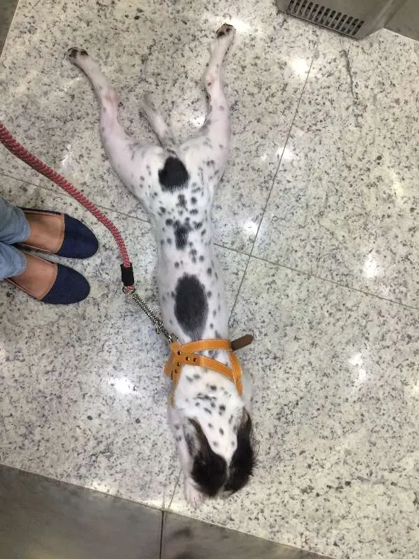 Cachorro ra a Vira-lata idade 2 anos nome Hulk