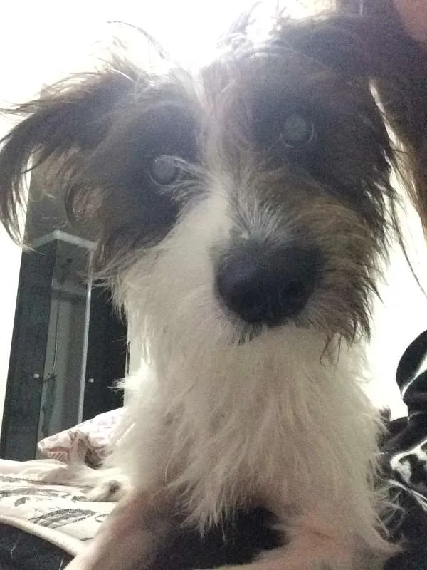 Cachorro ra a Vira-lata idade 2 anos nome Hulk