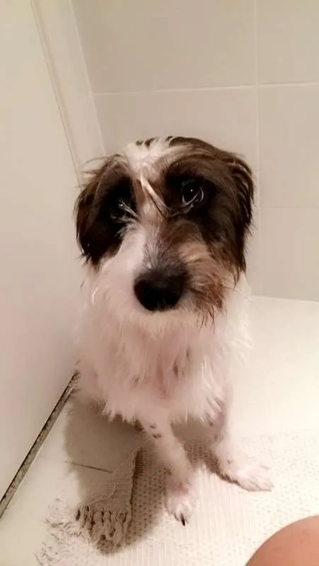 Cachorro ra a Vira-lata idade 2 anos nome Hulk