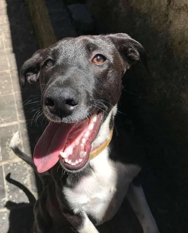 Cachorro ra a SRD idade 7 a 11 meses nome Thor