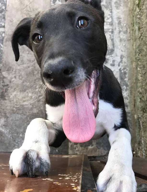 Cachorro ra a SRD idade 7 a 11 meses nome Thor