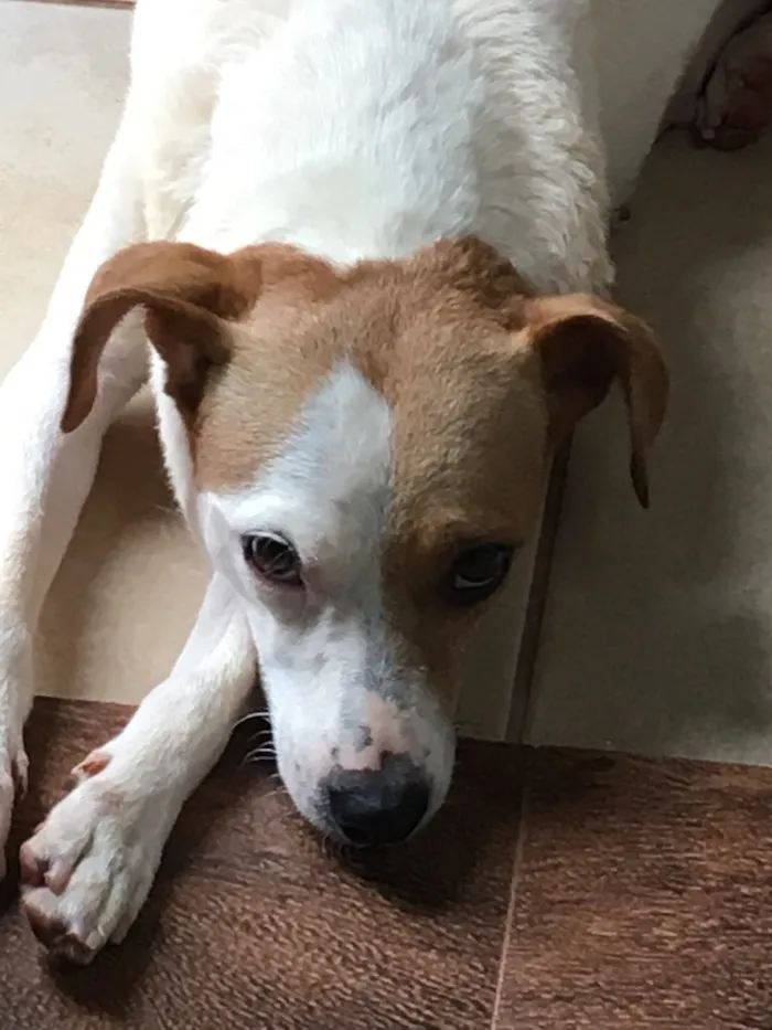 Cachorro ra a SRD idade 2 anos nome Frida