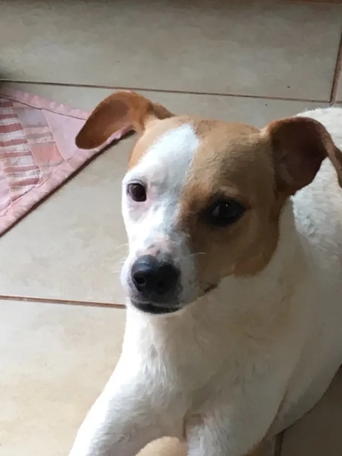 Cachorro ra a SRD idade 2 anos nome Frida
