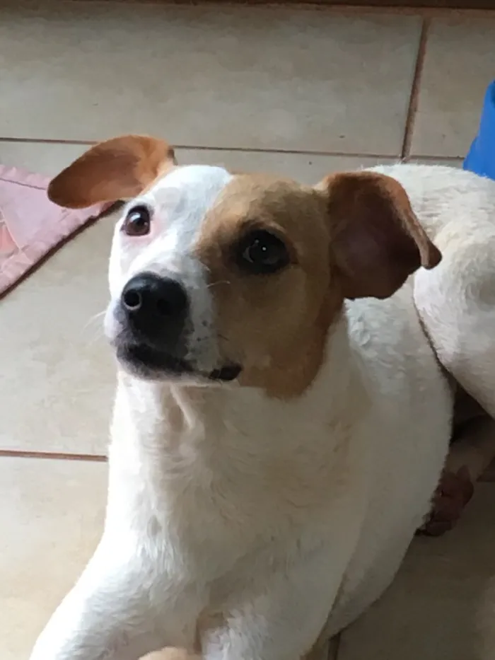 Cachorro ra a SRD idade 2 anos nome Frida