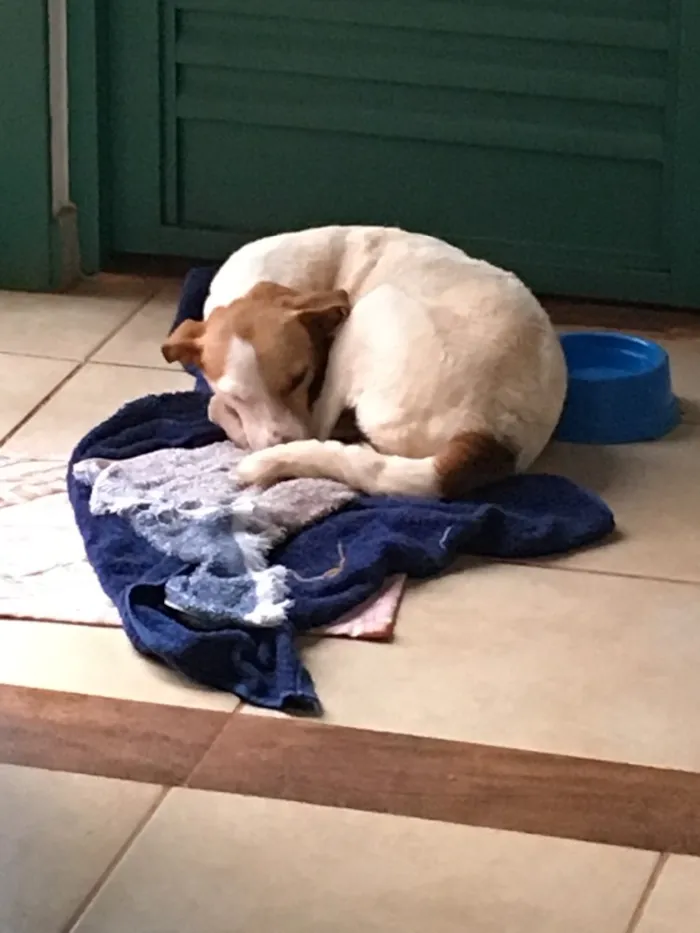 Cachorro ra a SRD idade 2 anos nome Frida