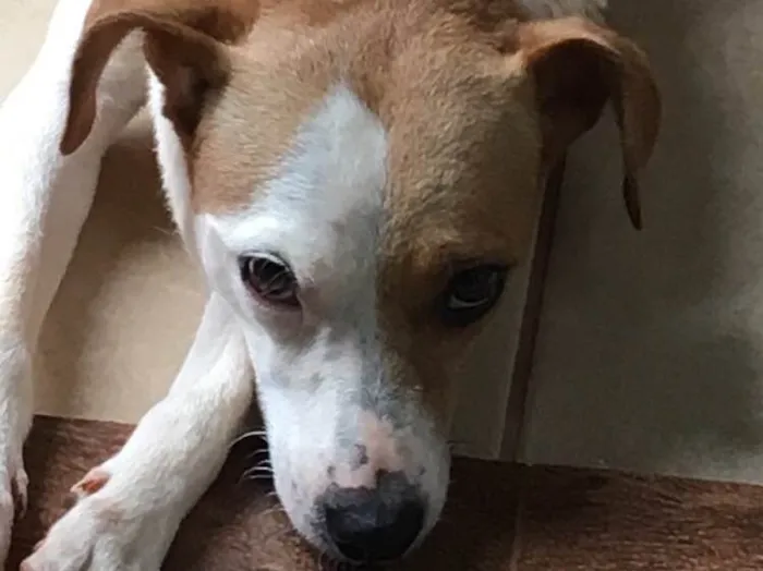 Cachorro ra a SRD idade 2 anos nome Frida