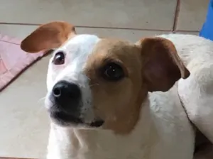Cachorro raça SRD idade 2 anos nome Frida