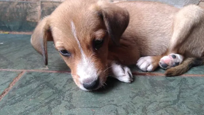 Cachorro ra a não tem idade Abaixo de 2 meses nome sem nome