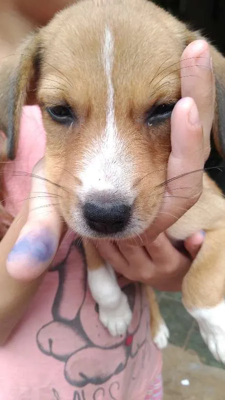 Cachorro ra a não tem idade Abaixo de 2 meses nome sem nome