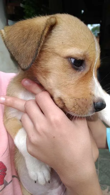 Cachorro ra a não tem idade Abaixo de 2 meses nome sem nome