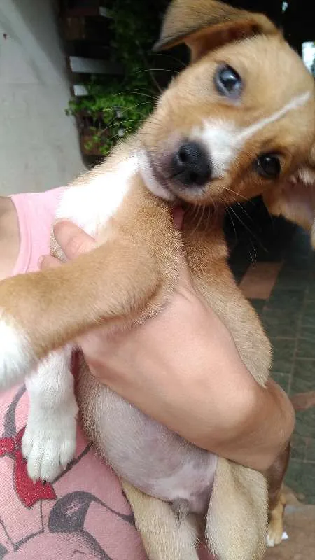 Cachorro ra a não tem idade Abaixo de 2 meses nome sem nome