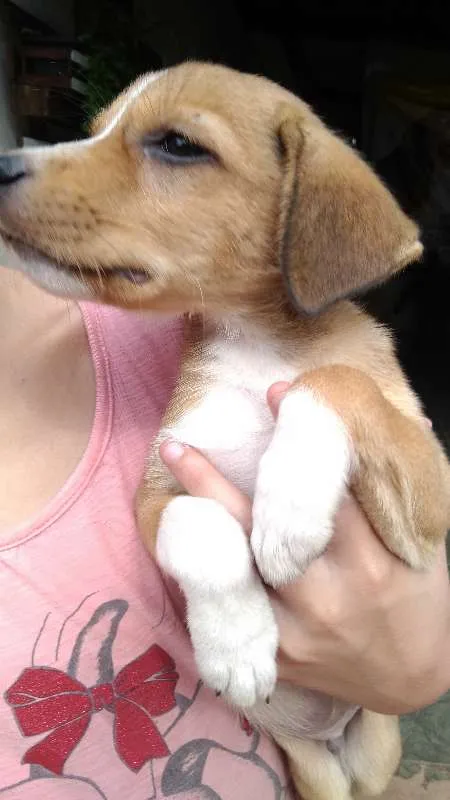 Cachorro ra a não tem idade Abaixo de 2 meses nome sem nome