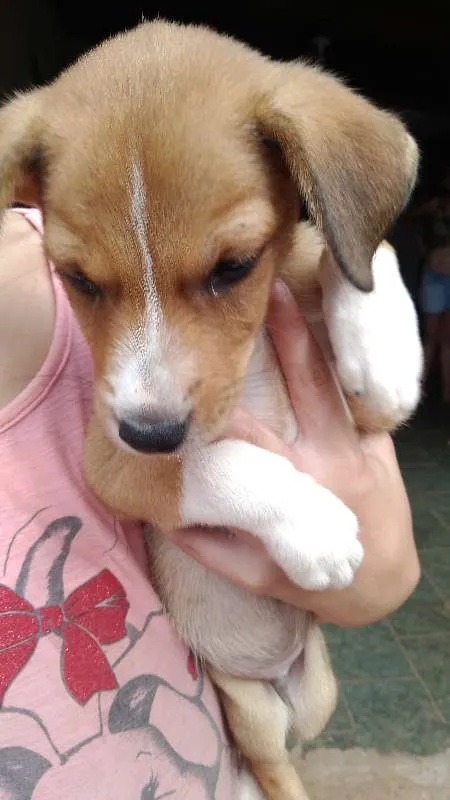 Cachorro ra a não tem idade Abaixo de 2 meses nome sem nome