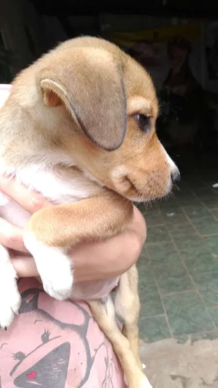 Cachorro ra a não tem idade Abaixo de 2 meses nome sem nome