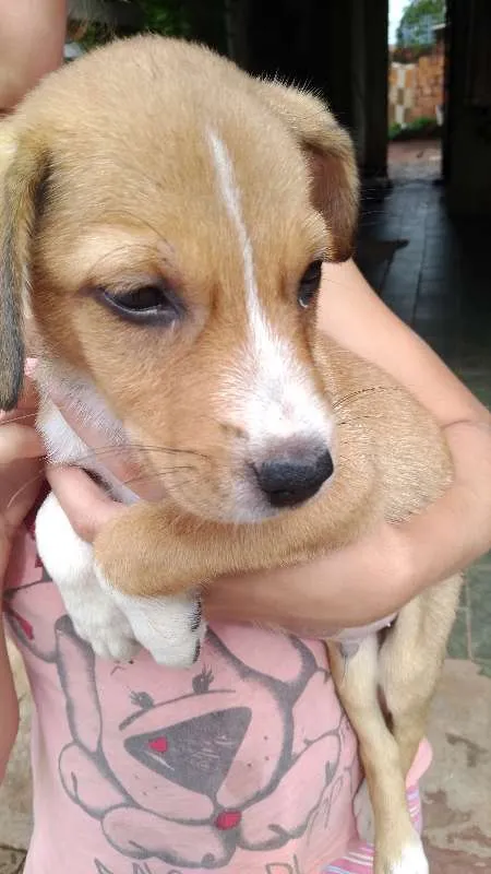 Cachorro ra a não tem idade Abaixo de 2 meses nome sem nome