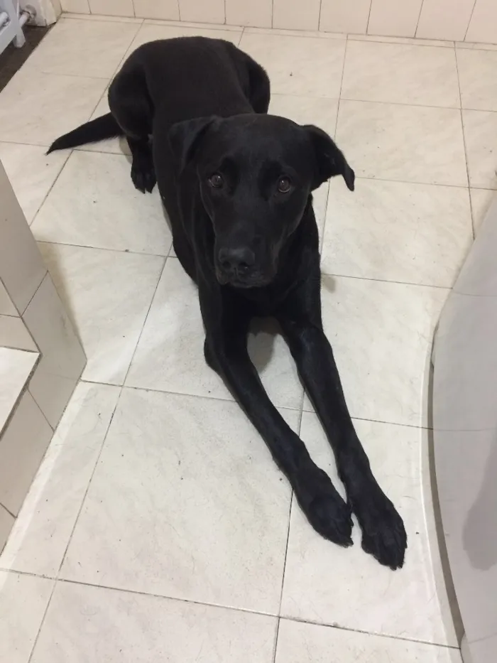 Cachorro ra a Labrador idade 3 anos nome Eros