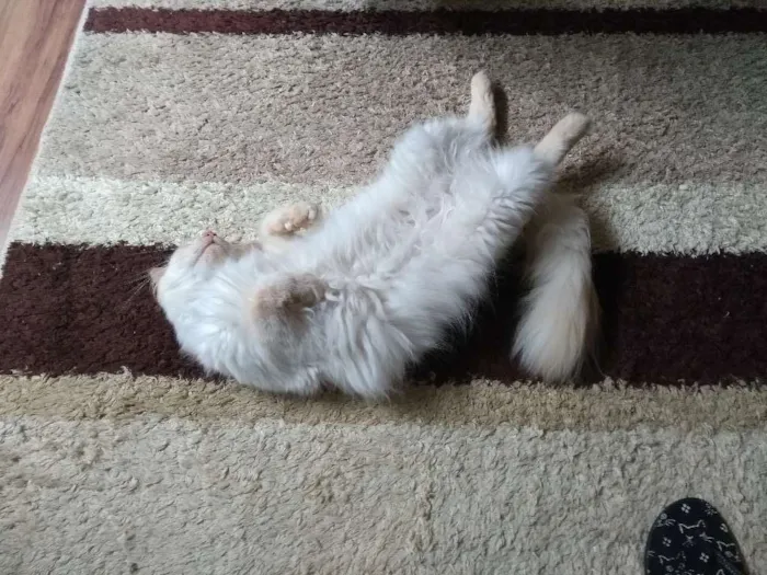 Gato ra a Persa com siamês idade 7 a 11 meses nome Sem nome