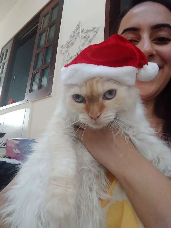 Gato ra a Persa com siamês idade 7 a 11 meses nome Sem nome