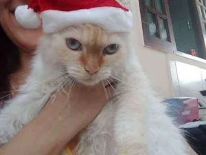Gato raça Persa com siamês idade 7 a 11 meses nome Sem nome