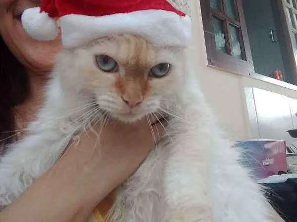 Gato ra a Persa com siamês idade 7 a 11 meses nome Sem nome