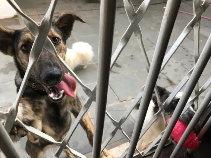 Cachorro ra a Vira lata idade 1 ano nome -