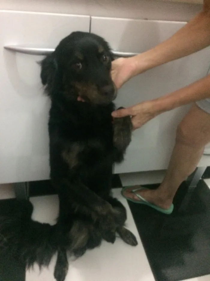 Cachorro raça Border Collie (mestiço) idade 1 ano nome Dengo